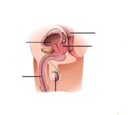 Augmentation de la prostate